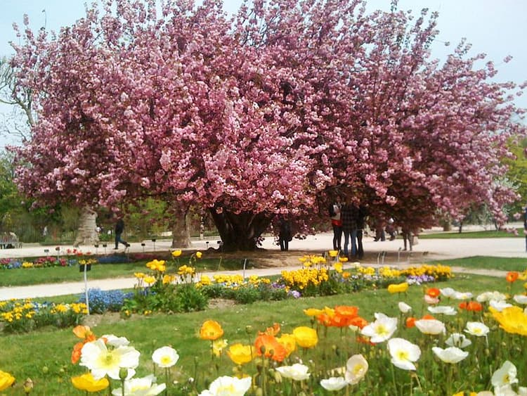 Jardin des Plantes cherry blossom time